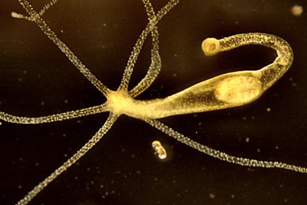 Оригинальная ссылка на кракен